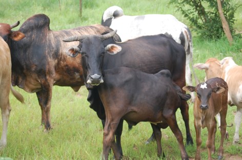 What are you lookin' at?